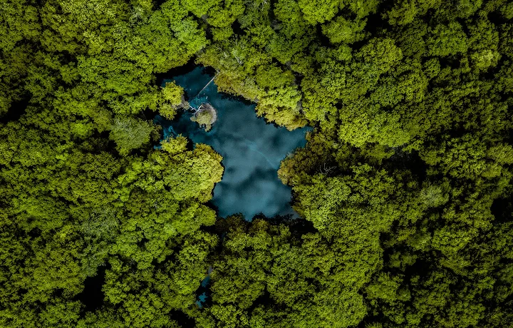 Floresta com arvores verdes