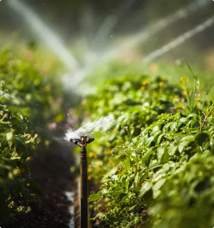 Sistema de irrigação de plantas
