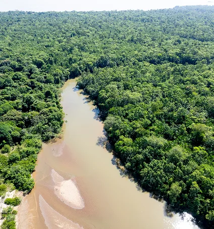 Rio atravessando floresta verde