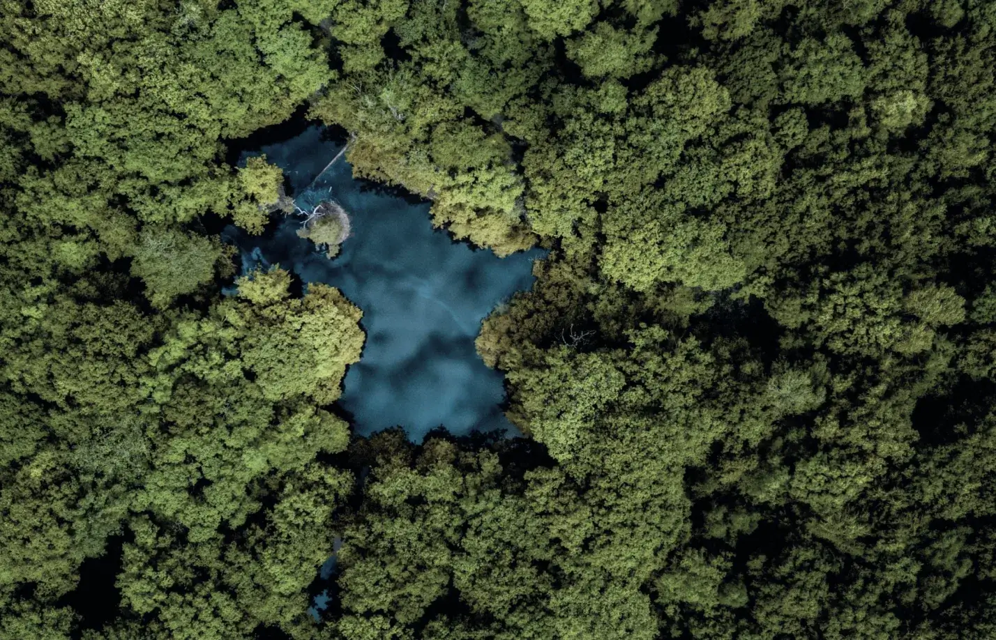 Floresta com lago no centro